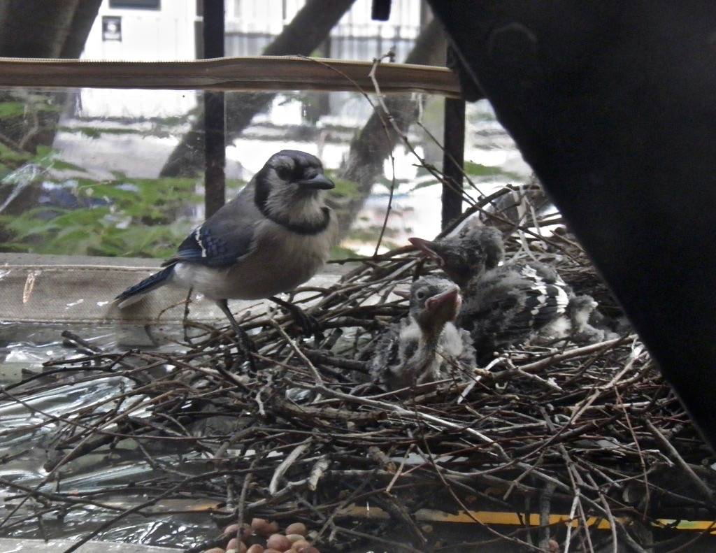 JAY NEST by animaltourism.com is licensed under CC BY-NC-ND 2.0